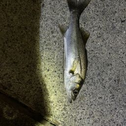 セイゴ（マルスズキ）