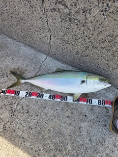 ブリの釣果