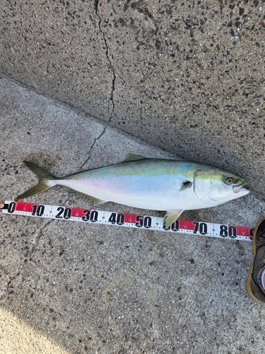 ブリの釣果