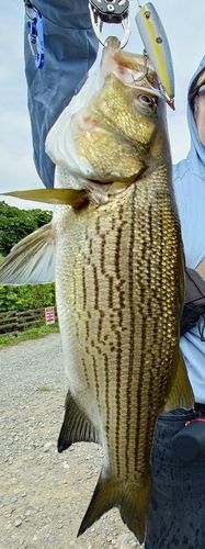 ストライパーの釣果