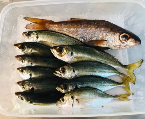 アジの釣果