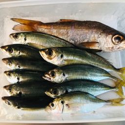 アジ