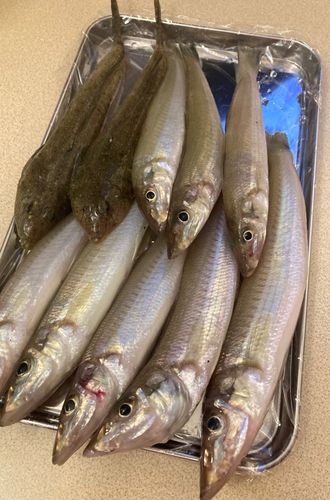 キスの釣果