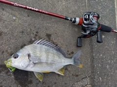 キビレの釣果