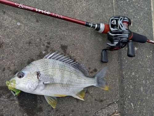 キビレの釣果