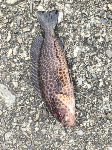 オオモンハタの釣果