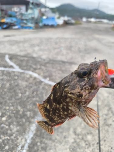 オオモンハタの釣果