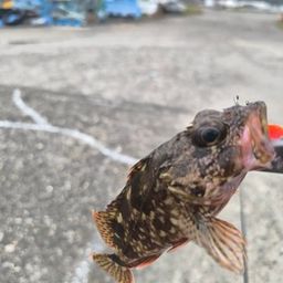 オオモンハタ