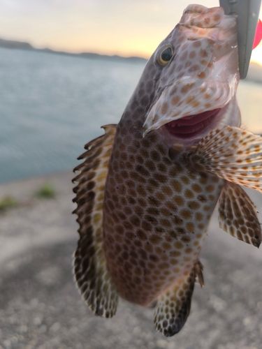 オオモンハタの釣果