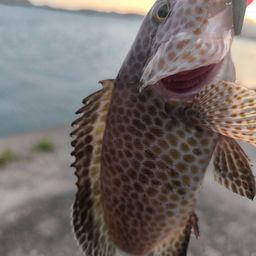 オオモンハタ