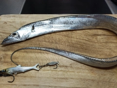 タチウオの釣果