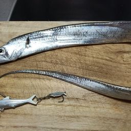 タチウオ