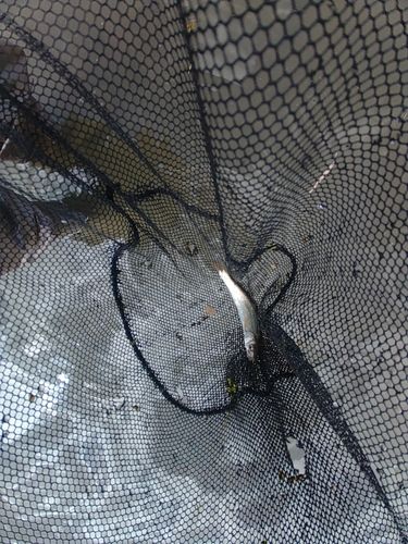 ウグイの釣果