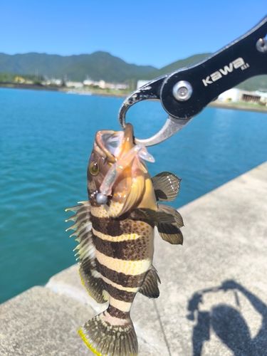 アオハタの釣果