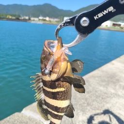 アオハタ