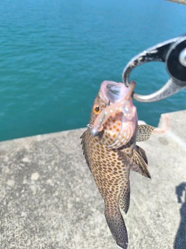 オオモンハタの釣果
