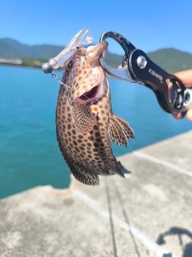 オオモンハタの釣果