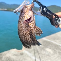 オオモンハタ