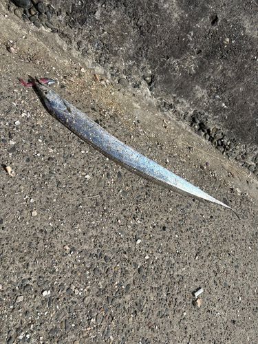 タチウオの釣果