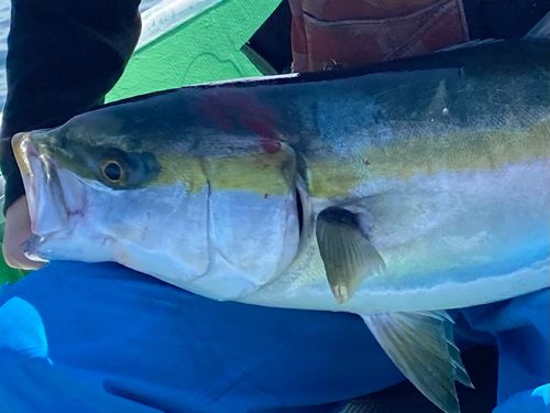 ツバスの釣果