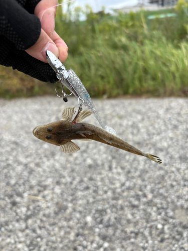 コチの釣果