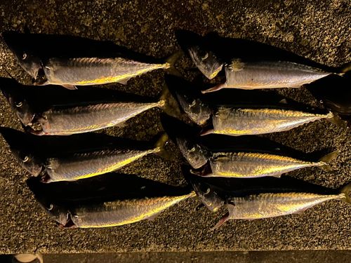 サバの釣果