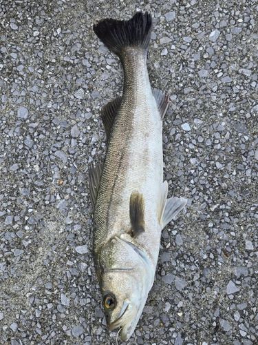 スズキの釣果