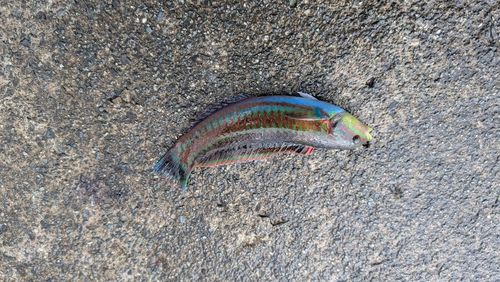 ニシキベラの釣果