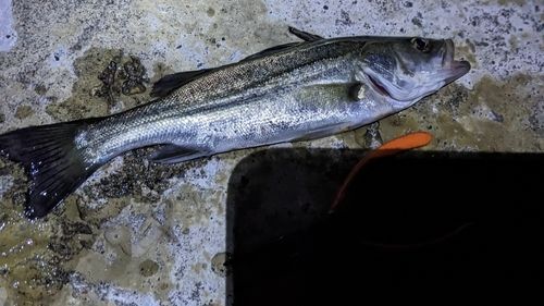 セイゴ（マルスズキ）の釣果