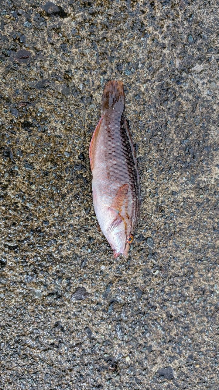 アカササノハベラ