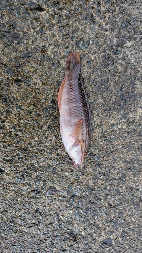 アカササノハベラの釣果