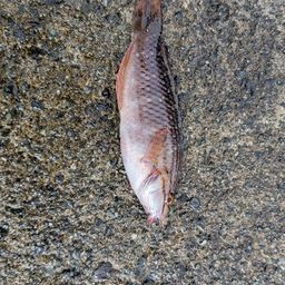 アカササノハベラ