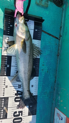 セイゴ（マルスズキ）の釣果
