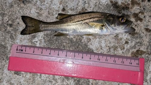 セイゴ（マルスズキ）の釣果