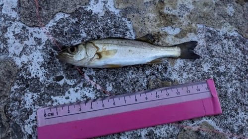 セイゴ（マルスズキ）の釣果