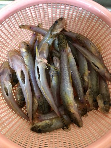 ハゼの釣果