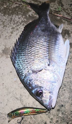 キビレの釣果