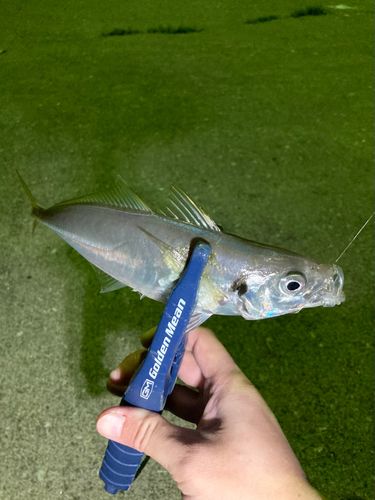 マアジの釣果