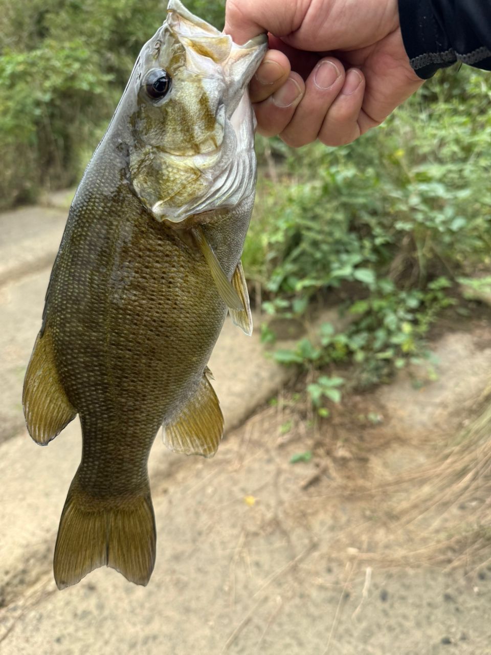 スモールマウスバス