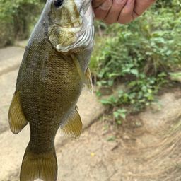 スモールマウスバス