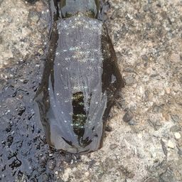 アオリイカ