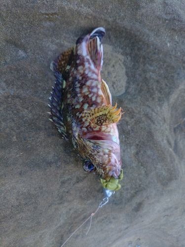 アラカブの釣果