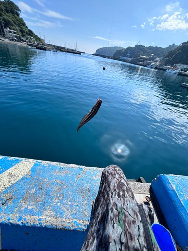 ゴンズイの釣果