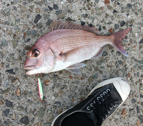 マダイの釣果