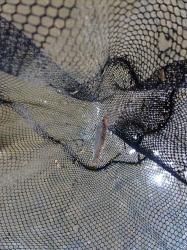 オイカワの釣果