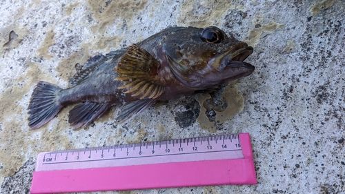カサゴの釣果