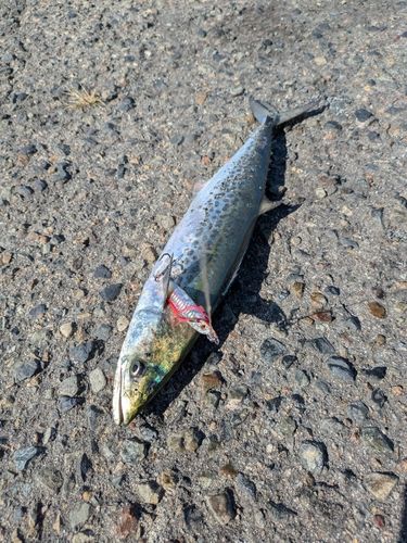 サゴシの釣果