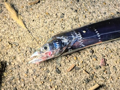 タチウオの釣果