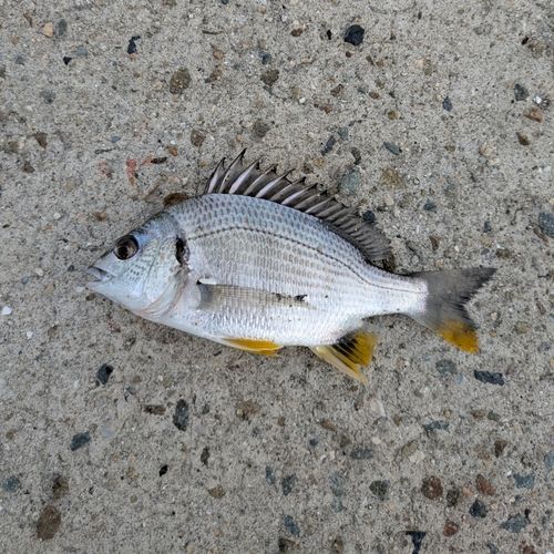 キビレの釣果