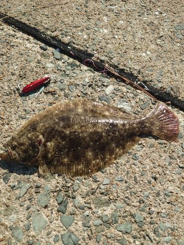 ヒラメの釣果